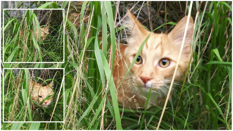 4 Paws Cat Motel Cattery Near Christchurch Airport