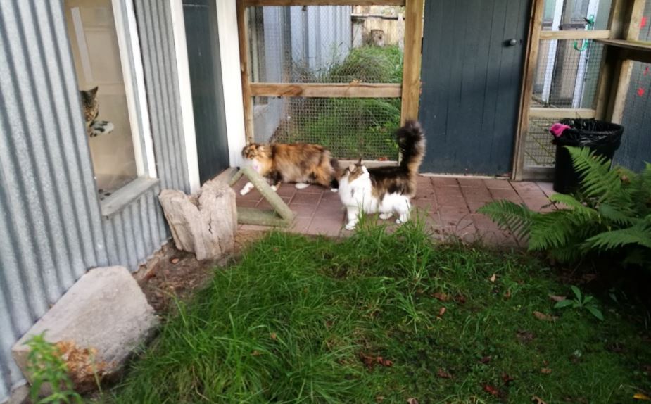 4 Paws Cat Motel Cattery Near Christchurch Airport
