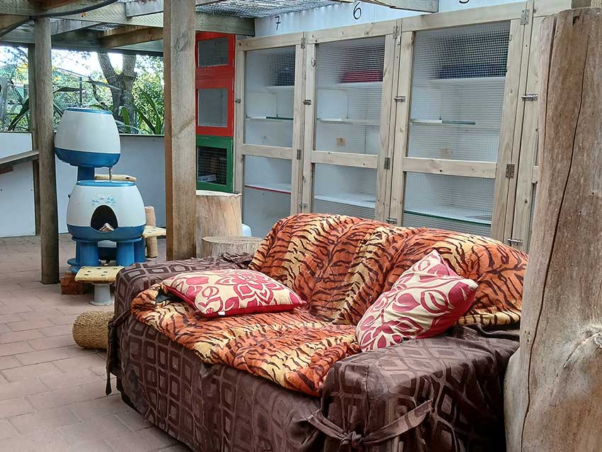 4 Paws Cat Motel Cattery Near Christchurch Airport